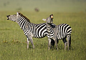 Burchells Zebra braying in the Masai Mara