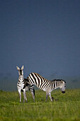 Burchells Zebra stallions begin domination fight at dusk