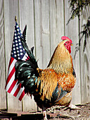 Chickens run: a chicken runs from the American flag