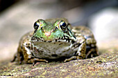 A closeup of a frog on a rock, Pennsylvania, USA