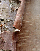Birch Bark. North Cascades. Washington. USA.