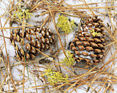 Pine cones in snow.