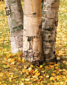 Birch trunks in autumn. Glacier National Park. Montana. USA.