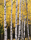 Aspens in autumn. Glacier National Park. Montana. USA.