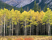 Aspen (Populus tremuloides) grove in autumn, Banff National Park. Alberta, Canada