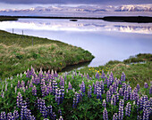 Lupines along wetlands of Eyjafjördur near Dalvík. Iceland