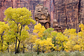 Autumn in Zion Canyon, Zion National Park. Utah, USA