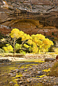 Autumn foliage of Cottonwood trees set ablaze by the morning sun in Zion Canyon, Zion National Park. Utah, USA