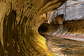 Curved sandstone walls at the entrance to the Subway canyon formation Left Fork of North Creek, Zion National Park. Utah, USA