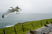 View from Slea Head viewpoint. Dingle peninsula. Co. Kerry. Ireland.