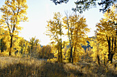 Leaves turning color in Sun Valley, Idaho. USA