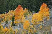 Leaves turning color.  Sun Valley, Idaho. USA