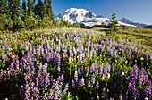 Flowers. Paradise Park. Mount Rainier National Park. Washington. USA.