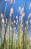 Close-up grass. Oregon. USA.