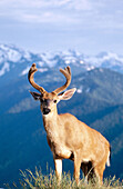 Deer. Olympic National Park. Washington. USA.