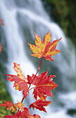 Vine maple and waterfall. Mount Hood. Oregon. USA