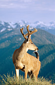 Deer, Olympic National Park. Washington, USA