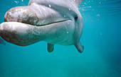 Bottlenose Dolphin. Caribbean Sea