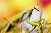 Close-up praying mantis. Oregon, USA