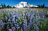 Flowers, Paradise Park, Mount Rainier National Park. Washington, USA