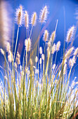 Close-up grass. Oregon, USA