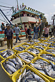 port workers unload fresh cateched fish from boats. muara angke fish market. jakarta north. indonesia. asia.