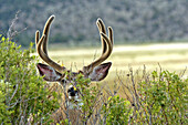 Mule Deer (Odocoileus hemionus)