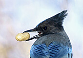 Stellers Jay (Cyanocitta stelleri) with peanut