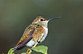 Rufous Hummingbird (Selasphorus rufus) resting