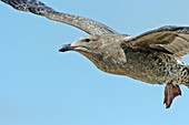 Western Gull (Larus occidentalis) in flight, close-up