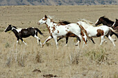 Horses running on the range