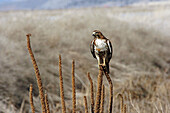 Red-tailed hawk (Buteo jamaicensis). Lower Klamath National Wildlife Refuge. Oregon. USA