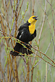 Yellow-headed Blackbird (Xanthocephalus xanthocephalus), mating call