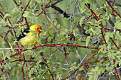 Western Tanager (Piranga ludoviciana)