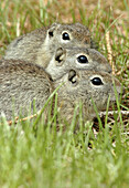 Beldings Ground Squirrel (Spermophilus beldingi)