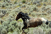 Wild stallion, Steens Mountains. Oregon, USA