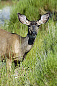 Black-tailed Deer (Odocoileus hemionus)