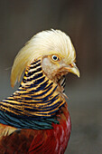 Golden Pheasant (Chrysolophus pictus)