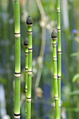 Horsetail (Equisetum hyemale, Equisetum arvense) field