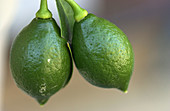 Meyer Lemon (Citrus x Meyeri) not ripe