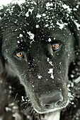 Black dog in snow