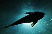 Flat fish (flounder, sole  or halibut) from below in aquarium