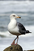Western gull (larus occidentalis)