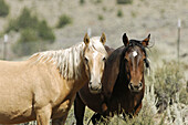 Aussen, Blick Kamera, Draussen, Farbe, Herbivore, Herbivores, Land, Miteinander, Natur, Pferd, Pferde, Pflanzenfressend, Säugetier, Säugetiere, Tageszeit, Tier, Tiere, Vieh, Zoologie, Zwei Tiere, M55-602498, agefotostock