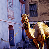 One humped camel tied to a wall of a blue and pink painted building.