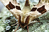 Lime Hawkmoth (Mimas tiliae) close-up of head, England, UK