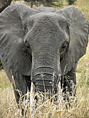 African Elephant (Loxodonta africana). Tarangire National Park, Tanzania