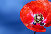 Papaver rhoeas. Cañones del Ebro. Burgos. Spain.