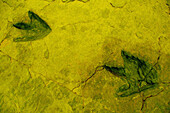 Icnita (dinosaur fossilized footprints), Los Cayos palaeontological site. Cornago, La Rioja, Spain