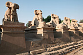 Ram statues guard the entrance to Karnak temple. Luxor, Egypt